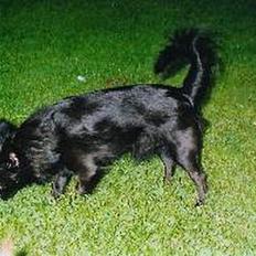 Chihuahua Gizmo (død)