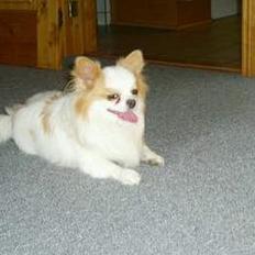 Chihuahua Puma (død)