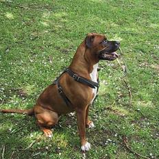 Blanding af racer Bertha