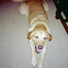 Blanding af racer Jumbo