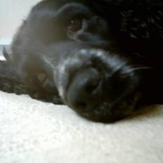 Field spaniel Calle (død:( )