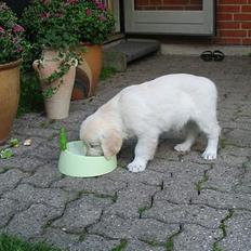 Golden retriever Charlie