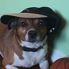 Dansk svensk gaardhund Tim