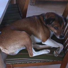 Dansk svensk gaardhund Tim