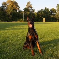 Dobermann Djarco