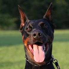 Dobermann Djarco