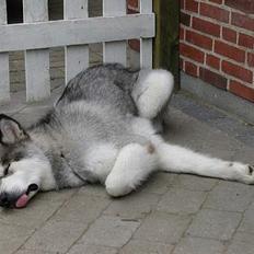 Alaskan malamute anvik