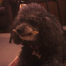 Toypuddel Beauty *RIP*