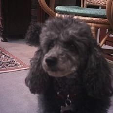 Toypuddel Beauty *RIP*