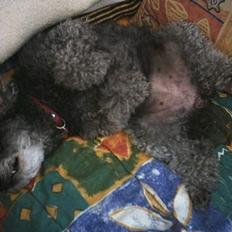 Toypuddel Beauty *RIP*