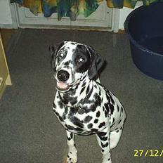 Dalmatiner Walter ( R.I.P )