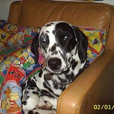 Dalmatiner Walter ( R.I.P )