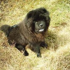 Chow chow Nang Wa Kuplai Kahn