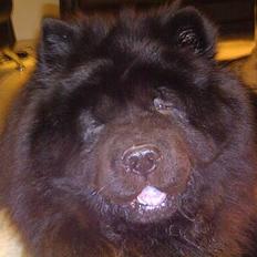 Chow chow Nang Wa Kuplai Kahn