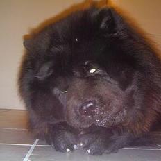 Chow chow Nang Wa Kuplai Kahn