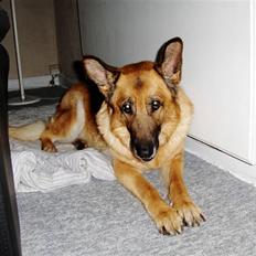 Schæferhund Sitta *DØD*