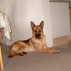 Schæferhund Sitta *DØD*