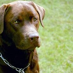 Labrador retriever Anton / Korols Bufas
