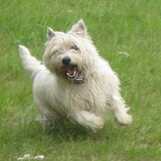 West highland white terrier Gizmo