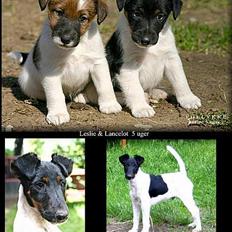 Glathåret foxterrier Leslie & Lancelot