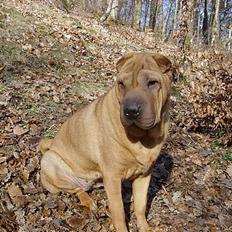Shar pei Chili