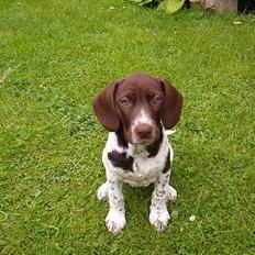 Gammel dansk hønsehund Sika