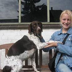 Gammel dansk hønsehund Sika