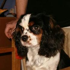Cavalier king charles spaniel Allways Almighty Xelma RIP Himmelhund.