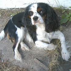 Cavalier king charles spaniel Allways Almighty Xelma RIP Himmelhund.