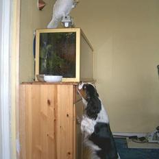 Cavalier king charles spaniel Allways Almighty Xelma RIP Himmelhund.