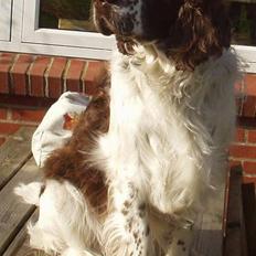 Engelsk springer spaniel Basse