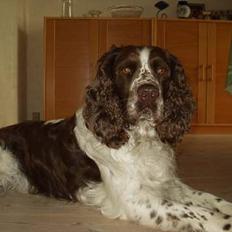 Engelsk springer spaniel Basse
