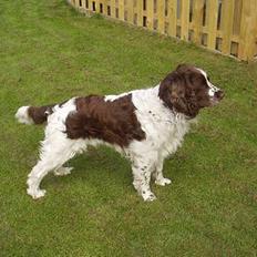 Engelsk springer spaniel Basse