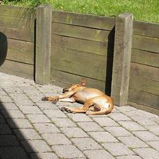 Blanding af racer Sammi