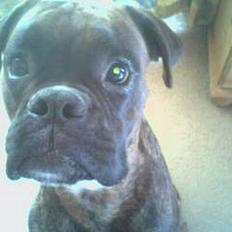 Boxer Ozzy