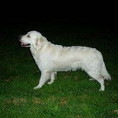 Golden retriever Malou