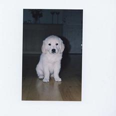 Golden retriever Malou