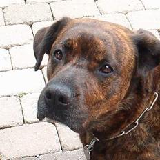 Blanding af racer Bessie