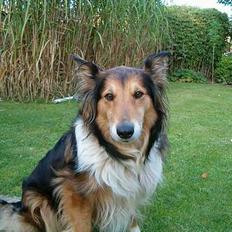 Blanding af racer Zitha