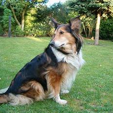 Blanding af racer Zitha