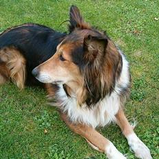 Blanding af racer Zitha