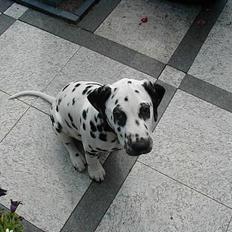 Dalmatiner Dalton