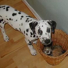Dalmatiner Dalton