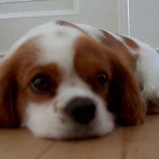Cavalier king charles spaniel Abby