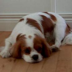 Cavalier king charles spaniel Abby