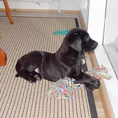 Blanding af racer Sally