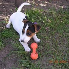 Jack russell terrier Nemo
