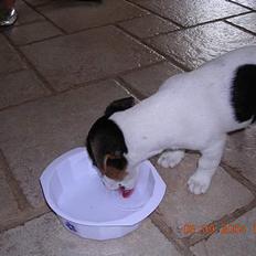 Jack russell terrier Nemo