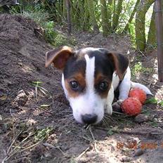 Jack russell terrier Nemo