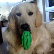 Golden retriever Aiko 